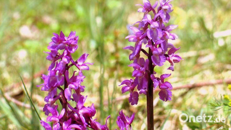 Orchideen Bild: bkr