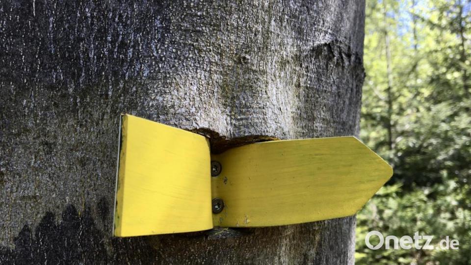 Die Buche will sich den gelben Pfeil einverleiben. Bild: gri