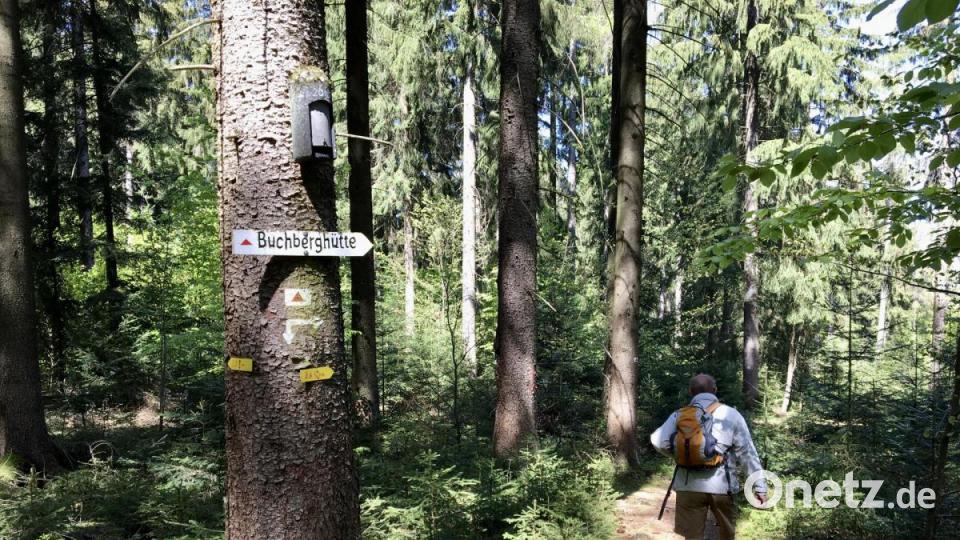 Weiter gehts durch einen Waldpfad entlang in Richtung Buchberghütte. Bild: gri