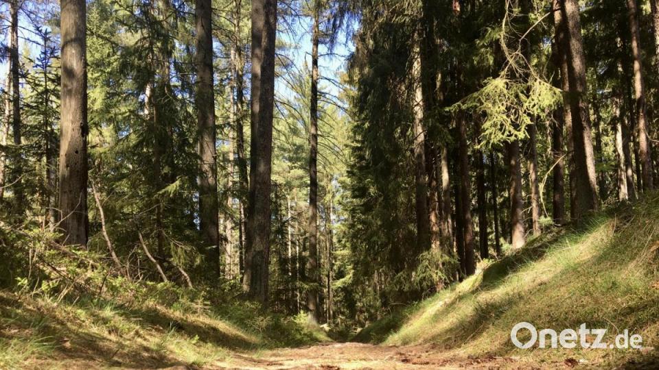 Hohlweg Richtung Nachbarberg: Hier gehts zum Rotbühl und wieder zum Ausgangspunkt zurück. Bild: gri