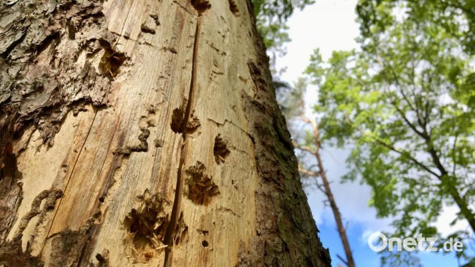 Zum Kalmusfelsen und zum Osterloch: Unterwegs in der "Wanderwelt Illschwang" Bild: gri