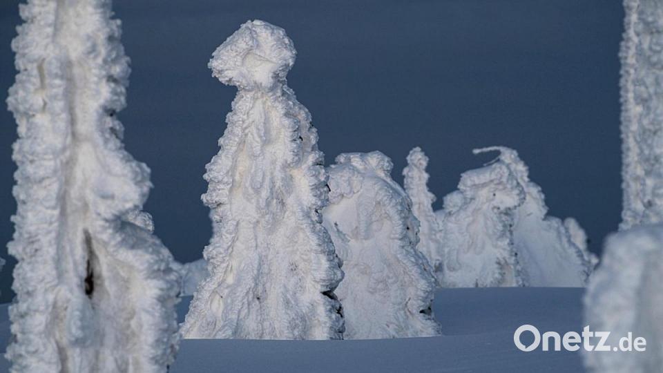 Da friert einen schon beim Hinschauen. Bei Eiseskälte sind aus Bergfichten und Wurzeltellern Fabelwesen auf dem Dreisesselberg entstanden. Bild: Berndt Fischer