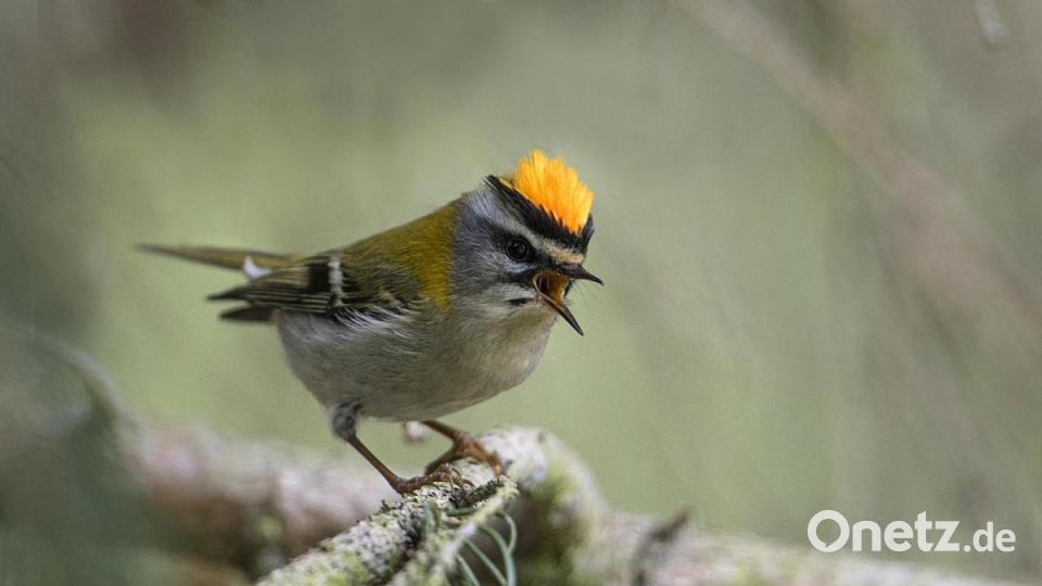 Einer unserer kleinsten Singvögel, das Sommergoldhähnchen, lässt es zur Paarungszeit auf seinem Scheitel orangefarben aufblitzen. Bild: Berndt Fischer