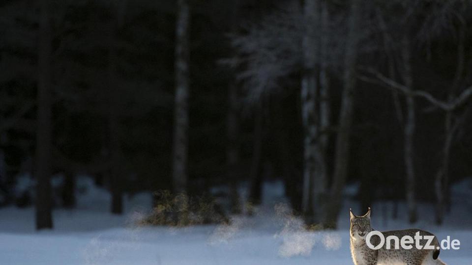 Im Winterpelz sieht der Luchs besonders imposant aus. Am frühen Morgen überquerte er die Lichtung im Wald. Bild: Berndt Fischer