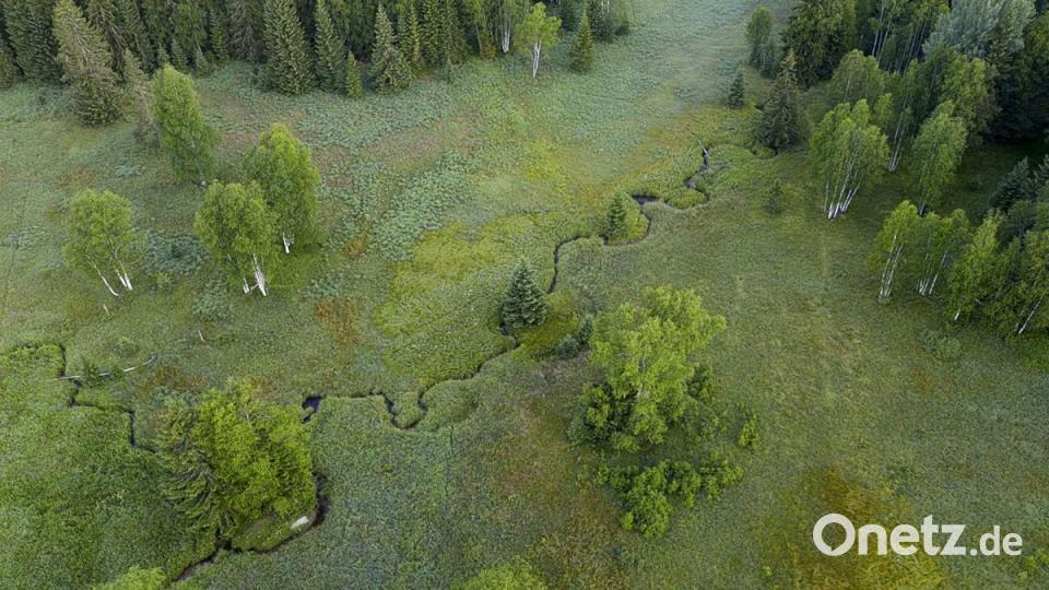 Dort wo einst der Eiserne Vorhang zwischen Deutschland un der ehemaligen Tsschechoslowakei verlief, schlängeln sich Bäche durch unberührte Moorlandschaft. Bild: Berndt Fischer