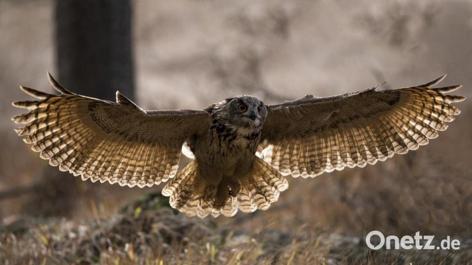 Trotz seiner imposanten Größe bekommt kaum jemand unsere größte Eulenart, den Uhu, jemals zu Gesicht. Und dann auch noch bei Tageslicht. Das Bild von Berndt Fischer lässt erahnen, wie viel Zeit und aufwendige Technik er dafür benötigt hat. Bild: Berndt Fischer
