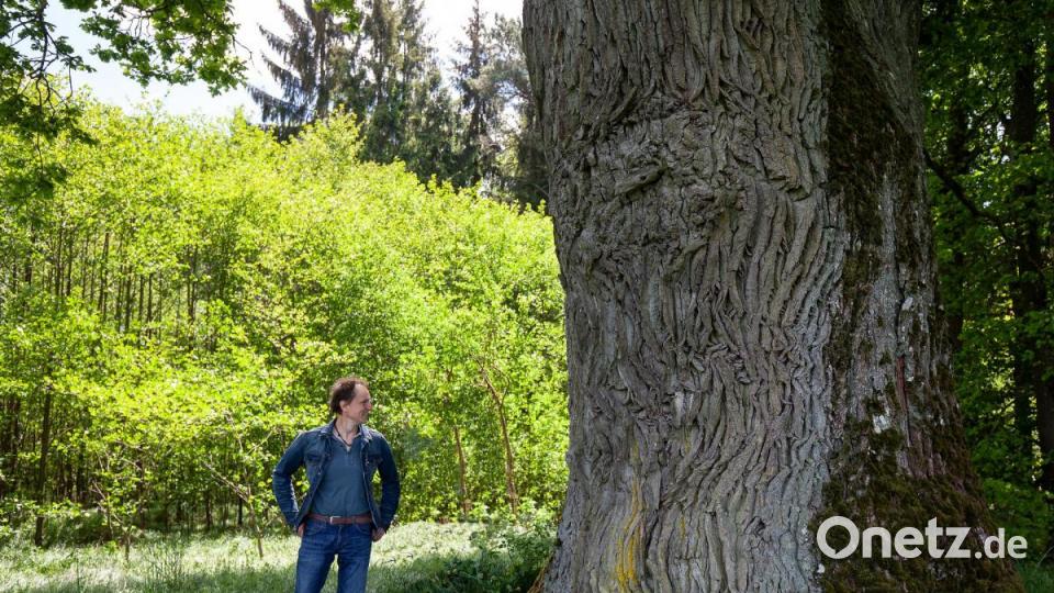Jürgen Schuller hat aus seinem Faible für alte Bäume ein Buch gemacht Bild: stg