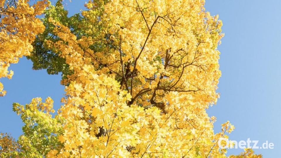 Spitzahorn bei Stamsried Bild: stg