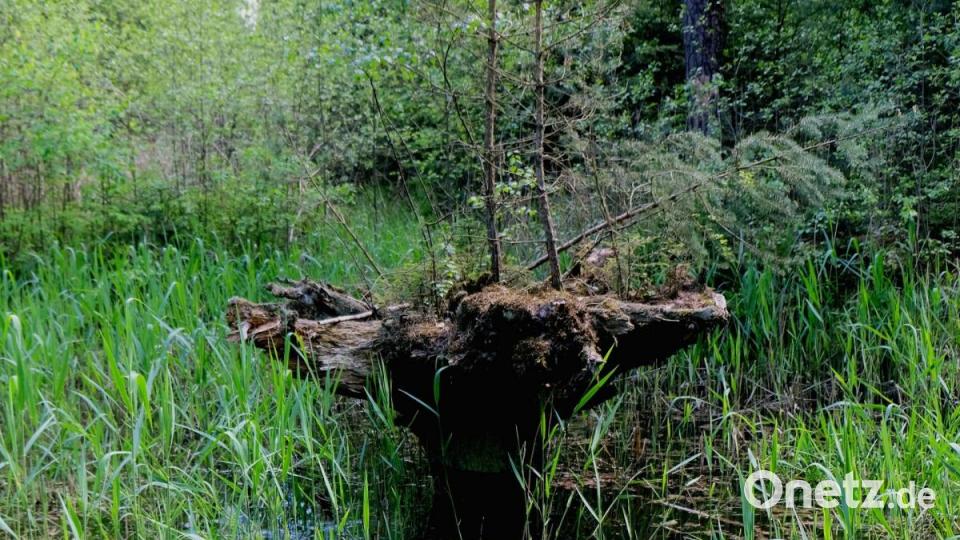 Bizarre Wurzelstöcke im Sumpf erinnern an eine geheimnisvolle Urlandschaft. Bild: do