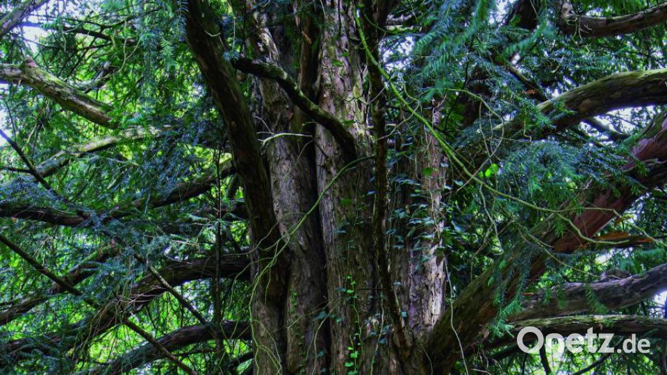 Dickste Eibe der Oberpfalz im Schlosspark Etterzhausen Bild: stg