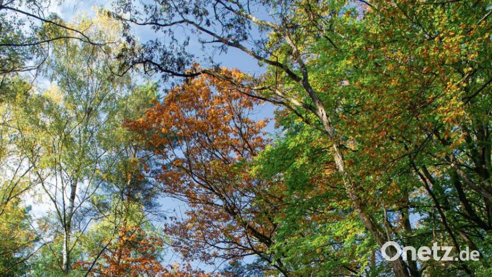 Vielfältiger Wald am Loosberg zwischen Kaltenbrunn und Thansüß Bild: stg