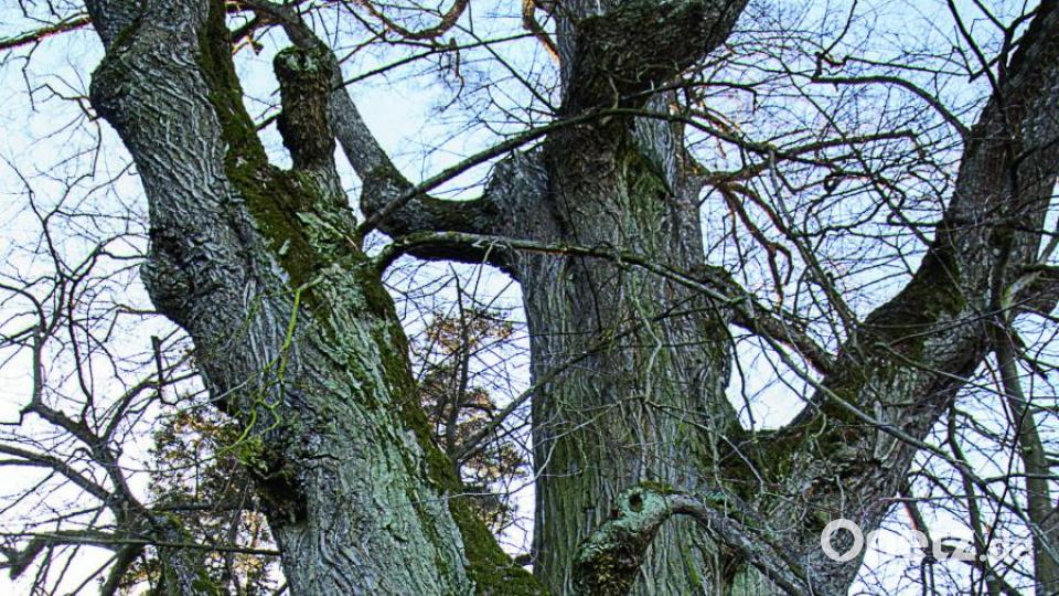 Schwingerlinde bei Hohenwald/Landkreis Tirschenreuth Bild: stg