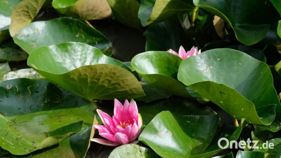Im Seerosenteich verzücken Farbtupfer in Rosa und Weiß. Bild: do