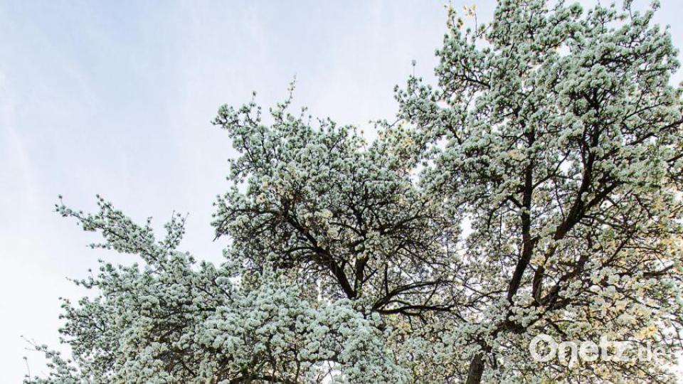 Birnbaum bei Kaltenbrunn/Tanzfleck Bild: stg