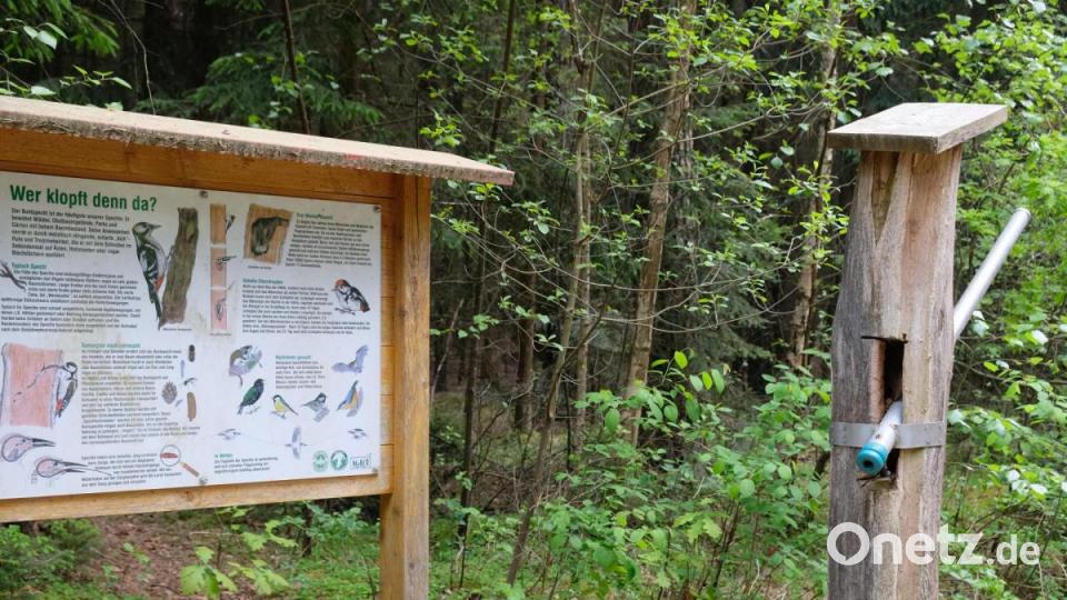 Viele Informationen gibt es über die Tier- und Pflanzenwelt des Waldes. Bei der Suche nach dem Specht ist ein &quot;Fernrohr&quot; hilfreich Bild: do