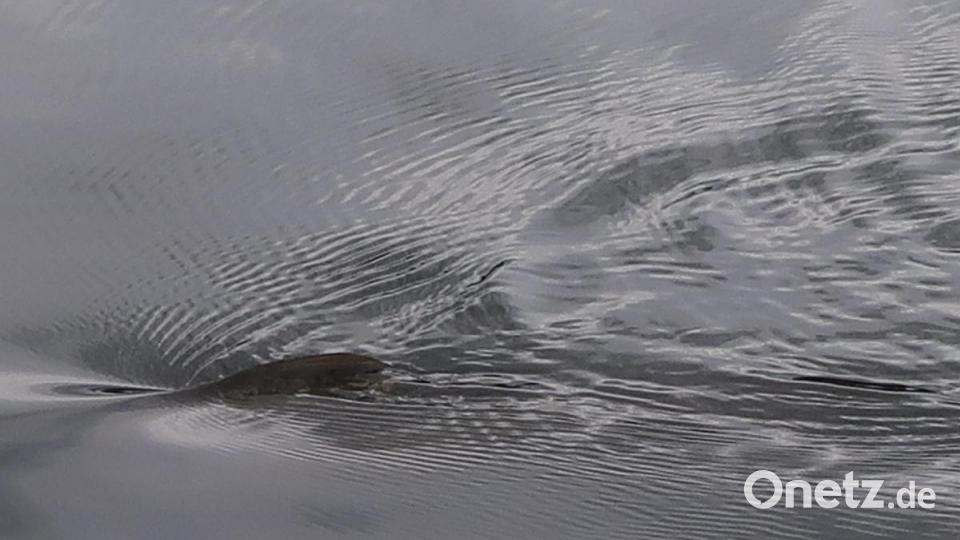 Kein Haifischalarm im Schätzlerbad. Das ist nur ein Karpfen im Badeweiher. Bild: Kunz