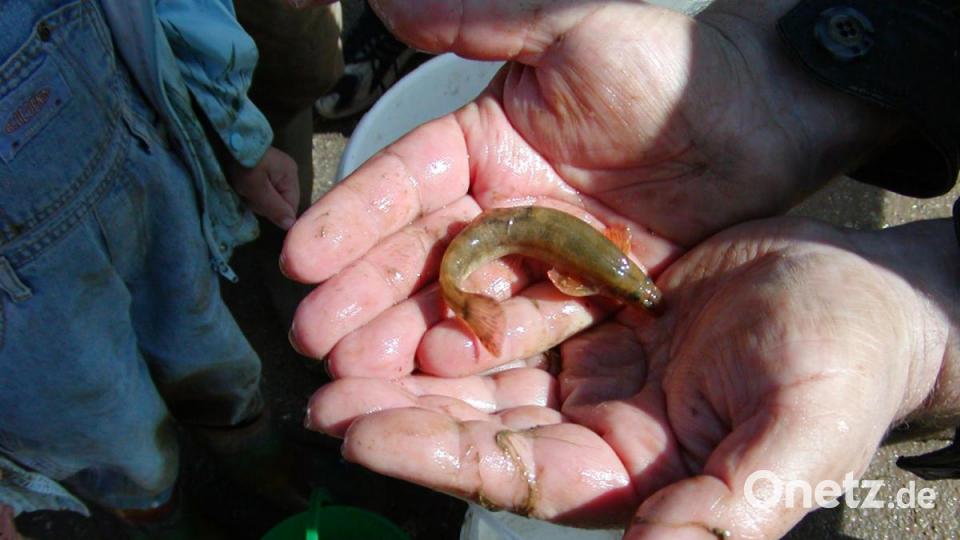 Nachtaktiv und sehr selten ist ie Bachschmerle. Sie wurde 1984 zum ersten Fisch des Jahres ernannt. Der nachtaktive Fisch ist weitgehend unbekannt. Bild: pop