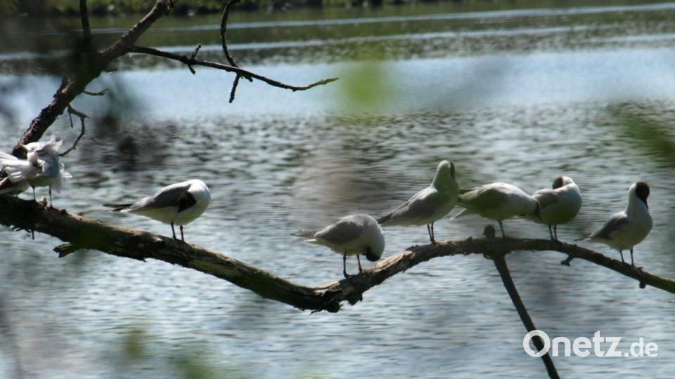 Nach ihren Brutgeschäften machen die Lachmöwen, die Charaktervögel des Naturschutzgebietes, eine Ruhepause. Bild: do