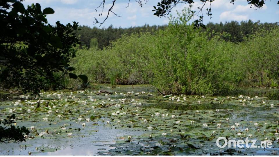 Malerisch wie der Seerosenteich von Claude Monet verzaubern die Seerosenkolonien. Kein Naturfreund kann sich dieser Atmosphäre entziehen. Bild: do