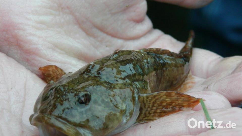 Ganz schön gruselig: Ebenfalls ein kaum bekannter Kleinfisch bewohnt die Gewässer im Naturpark: die Mühlkoppe. Er war bereits zweimal &quot;Fisch des Jahres&quot;. Gut dass es im Naturpark Hirschwald eine stabile Population gibt. Bild: pop