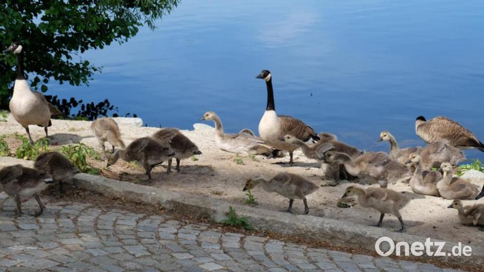 Keine Scheu vor den Wanderern zeigt diese Graugans-Familie. Bild: do