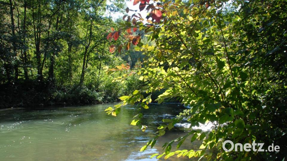 Lebendige Vils - zahlreiche teils unbekannte Fische tummeln sich im Wasser. Bild: pop