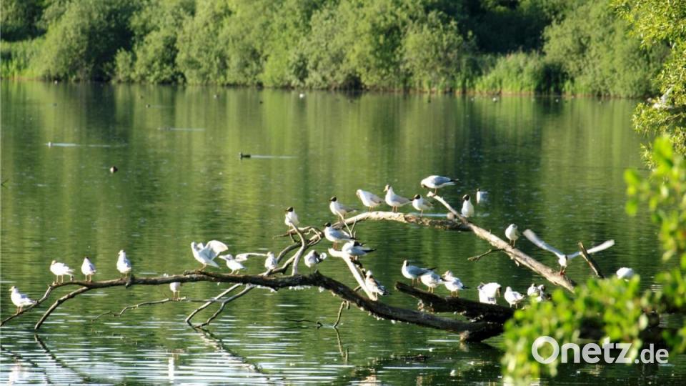 Wer die Weiherlandschaft rund um den Obersee Möwen erkundet, der wird sicher die ein oder andere Möwe zu Gesicht bekommen. Bild: do