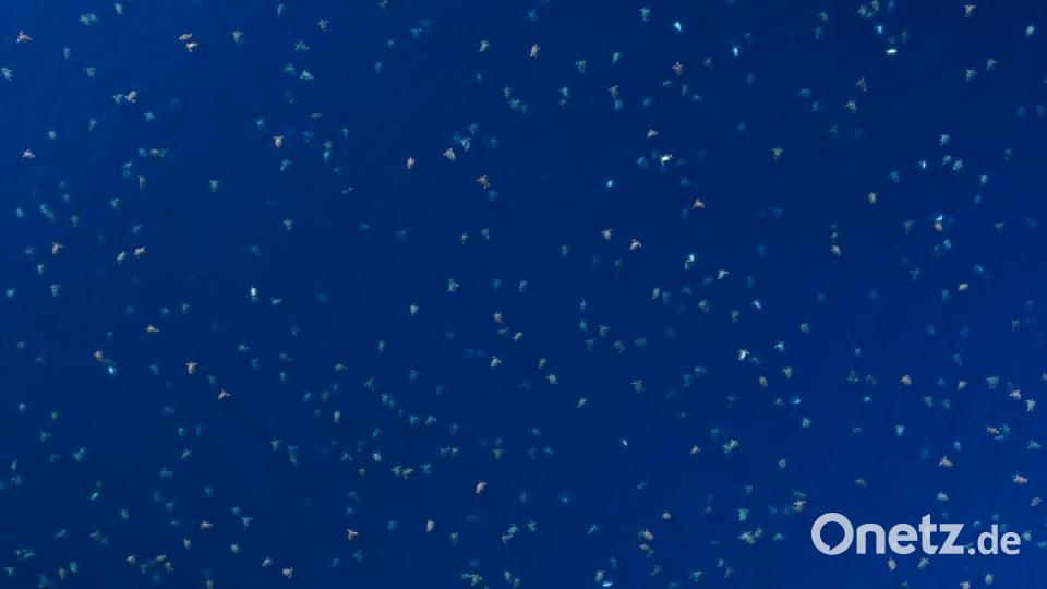 Schildkröten schwimmen im Meer am nördlichen Great Barrier Reef (Aufnahme mit einer Drohne). Bild: Christian Miller/dpa