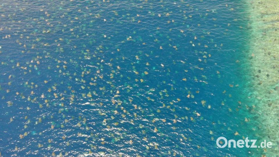 Schildkröten schwimmen im Meer am nördlichen Great Barrier Reef (Aufnahme mit einer Drohne). Der weltweit größte Nistplatz für Grüne Meeresschildkröten ist noch viel größer als bislang gedacht. Bild: Great Barrier Reef Foundation/ Queensland Government/dpa