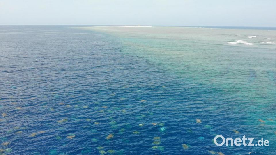 Schildkröten schwimmen im Meer am nördlichen Great Barrier Reef (Aufnahme mit einer Drohne). Der weltweit größte Nistplatz für Grüne Meeresschildkröten ist noch viel größer als bislang gedacht. Forscher haben die gefährdete Schildkrötenart auf Raine Island jetzt mit Hilfe einer Drohne gezählt und waren überrascht: Bis zu 64 000 Schildkröten tummelten sich rund um die Koralleninsel - fast doppelt so viele wie bisher angenommen. Bild: Great Barrier Reef Foundation/ Queensland Government/dpa