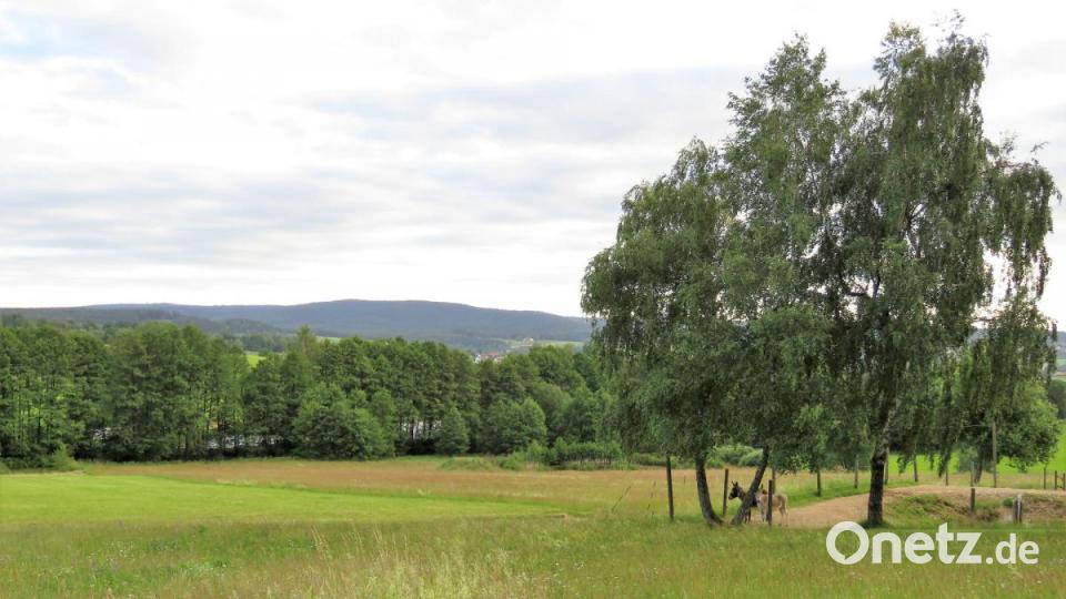 Blick auf das Storchenhabitat. Bild: ubb