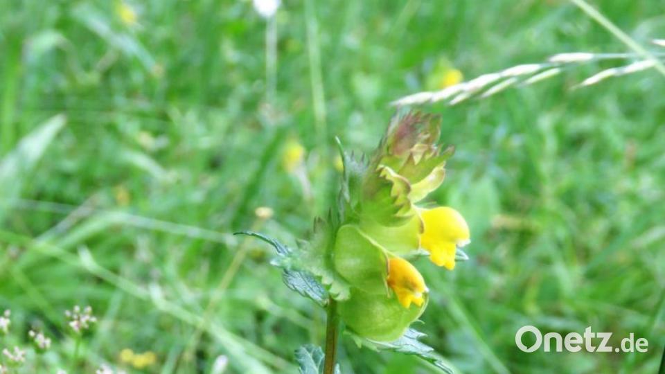 Der Klappertopf hat seinen Namen deshalb, weil die Samen in den Blüten im Wind klappern. Bild: ubb