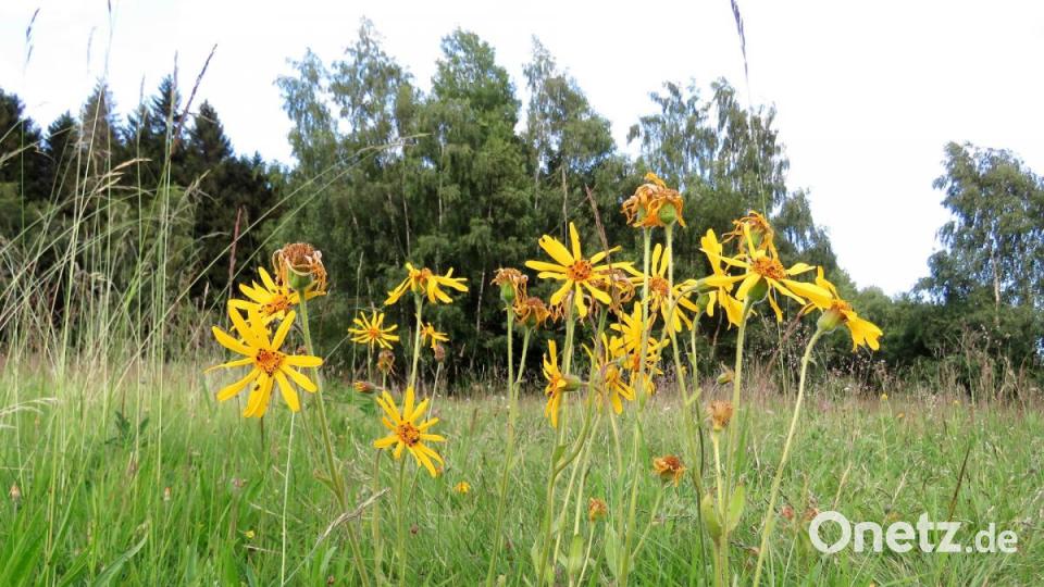 Die unter Naturschutz stehende Arnika blüht nur noch sehr selten auf Biotopwiesen. Insgesamt gibt es im Landkreis nur noch 112 Fundorte, teils sind auf einer Wiese gerademal zwölf Exemplare zu finden. Bild: ubb