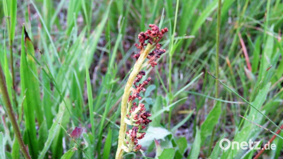 Die seltene Mondraute hat schon abgeblüht. Bild: ubb