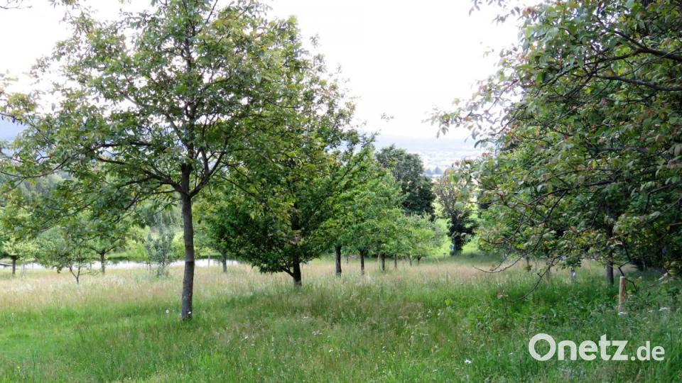 Die Streuobstwiese gibt es seit 30 Jahren. Sie gehörte zu einem Naturschutzprojekt für die Oberpfalz. Bild: ubb