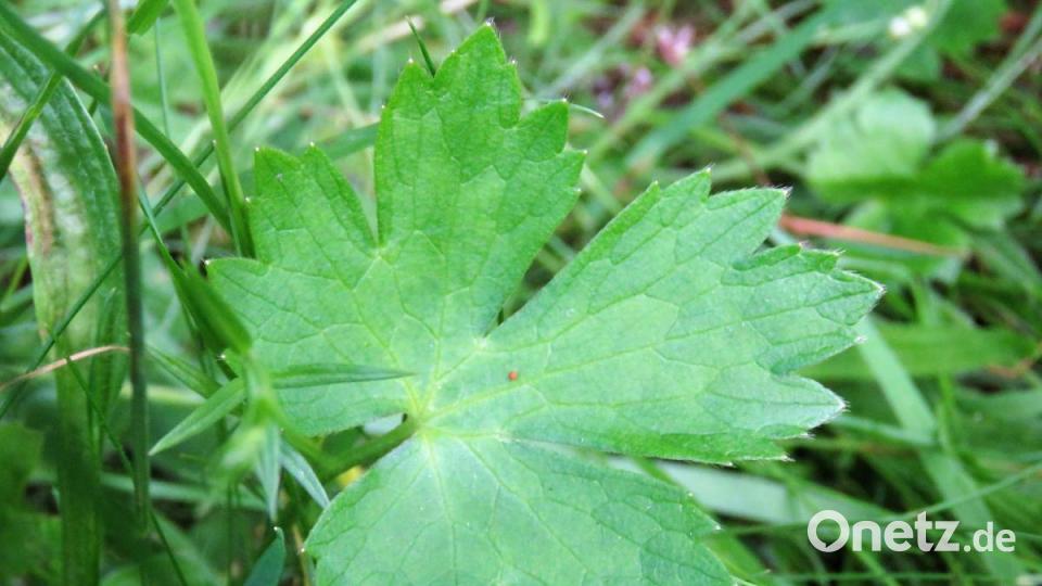 Das Ferkelkraut. Bild: ubb