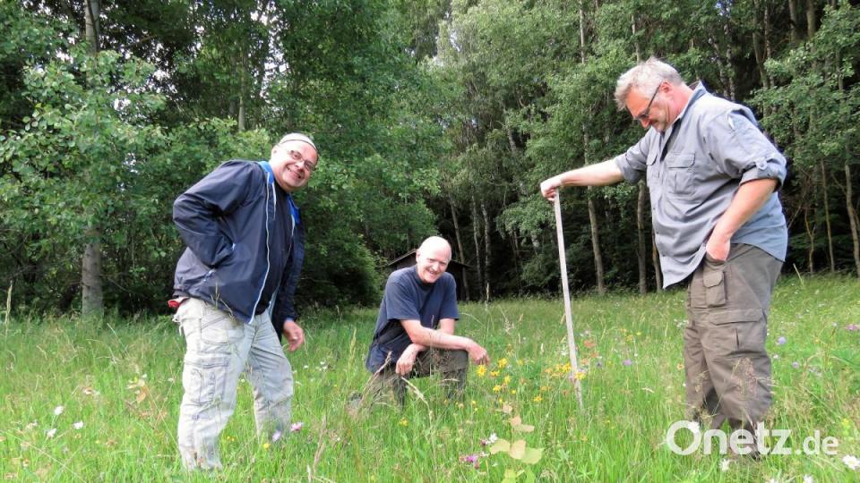 Herbert Lankl, Erwin Möhrlein und Michael Rösch (von links) suchen auf der "Mondrauten-Wiese" nach seltenen Pflanzen wie der Arnika. Bild: ubb