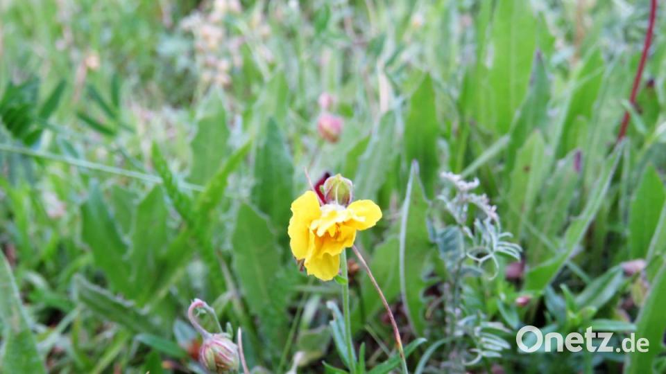 Das Sonnenröschen. Bild: ubb