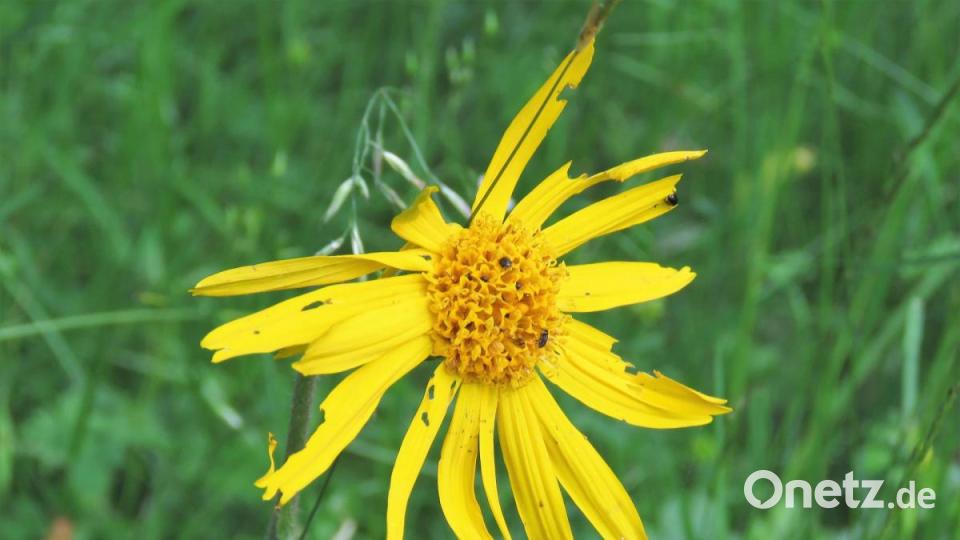 Die Arnika verströmt einen geradezu betörenden Duft. Bild: ubb