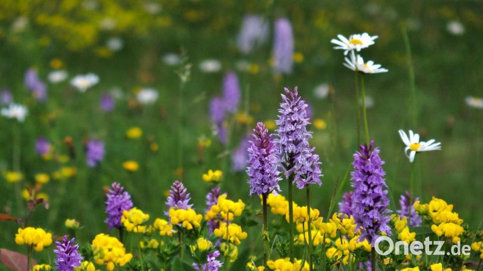 Orchideenwiese am Ortsrand von Schönsee Bild: Siegi Filipp/exb