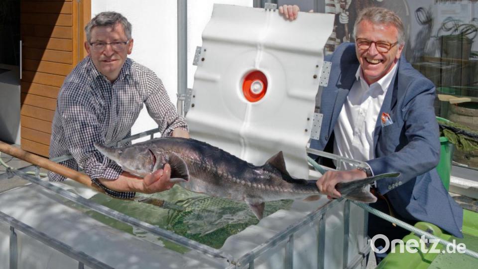 Zwei gestandene Männer sind nötig, um ein Exemplar des größten europäischen Störs, den Hausen, festzuhalten. Das 1,50 Meter lange Tier ist längst nicht ausgewachsen. Sie können bis zu sechs Meter lang und eine Tonne schwer werden. Echte Urviecher, die es schon lange vor den Dinosauriern gab. Bild: tr