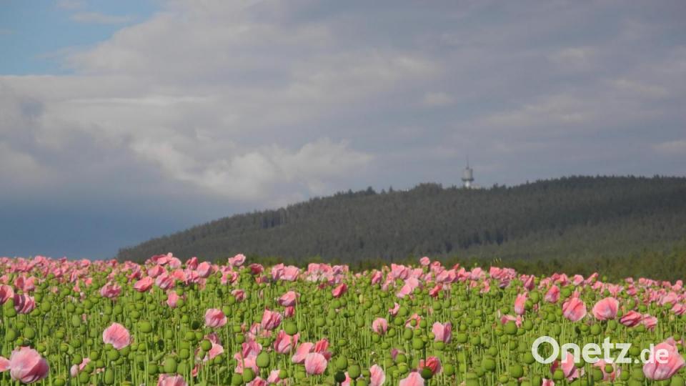 Das Mohnfeld an der Straße von Bad Neualbenreuth nach Altmugl ist eine Attraktion. Bild: as