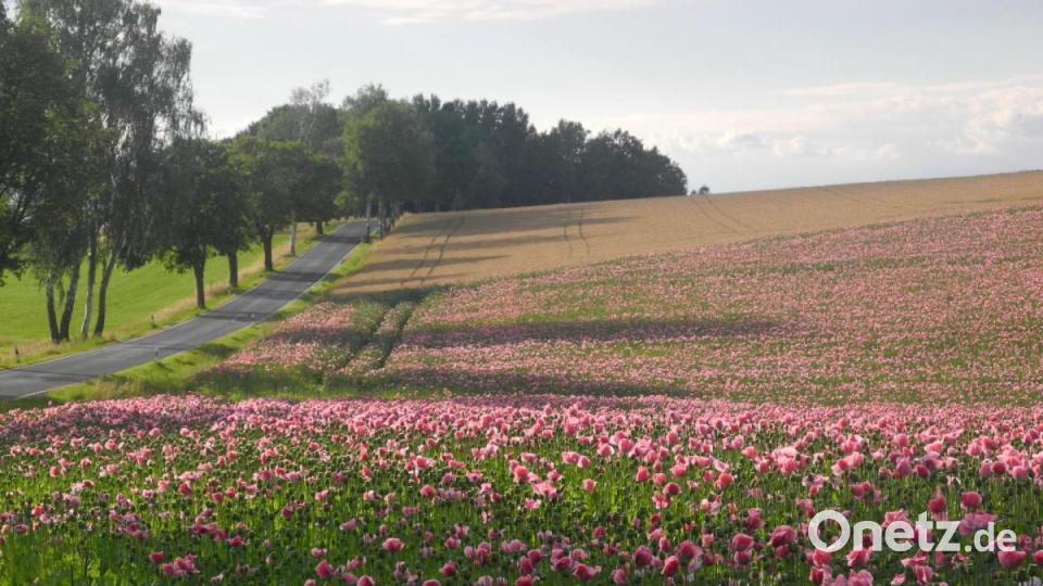 Das Mohnfeld an der Straße von Bad Neualbenreuth nach Altmugl ist eine Attraktion. Bild: as