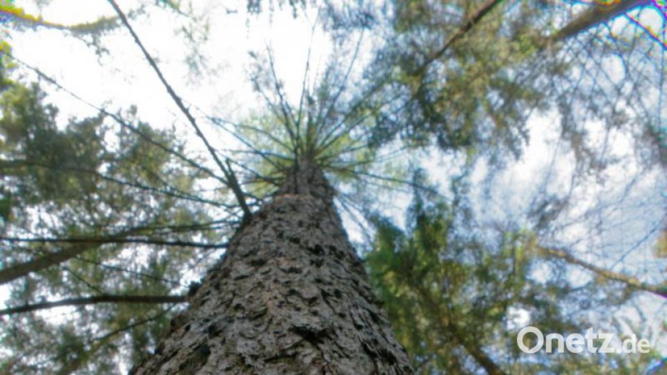 Die blaue Markierung besagt, dass es sich um einen &quot;Baum mit Vermehrungspotenzial&quot; handelt. Bild: tr