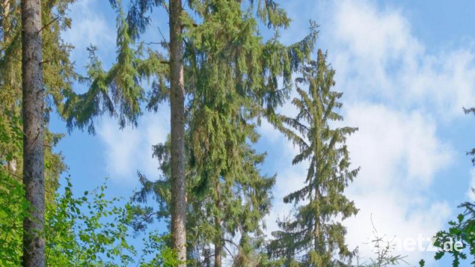 Hier haben sich bereits Buchen im lichten Fichtenbestand etabliert. Bild: tr