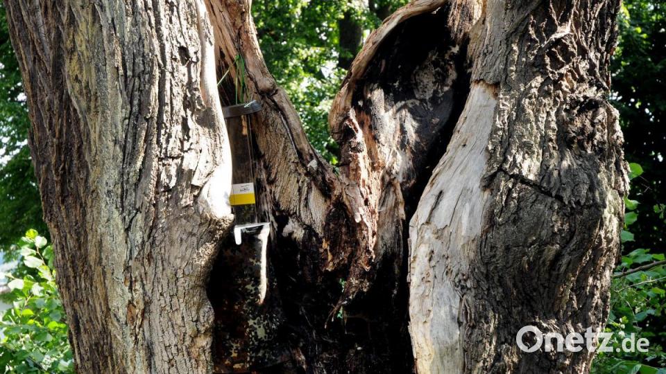 Auf den Spuen der Insekten in alten Bäumen an der Hohenburger Straße. Die alten Baumruinen sind wertvoller Lebensraum für Insekten. Bild: Stephan Huber