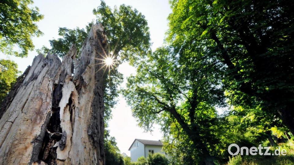 Auf den Spuen der Insekten in alten Bäumen an der Hohenburger Straße. Bild: Stephan Huber