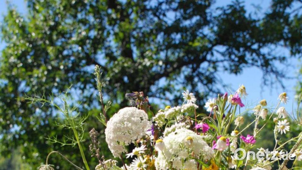 Ein bunter Wildblumenstrauß ziert den antiken Waschkrug. Bild: Christa Vogl