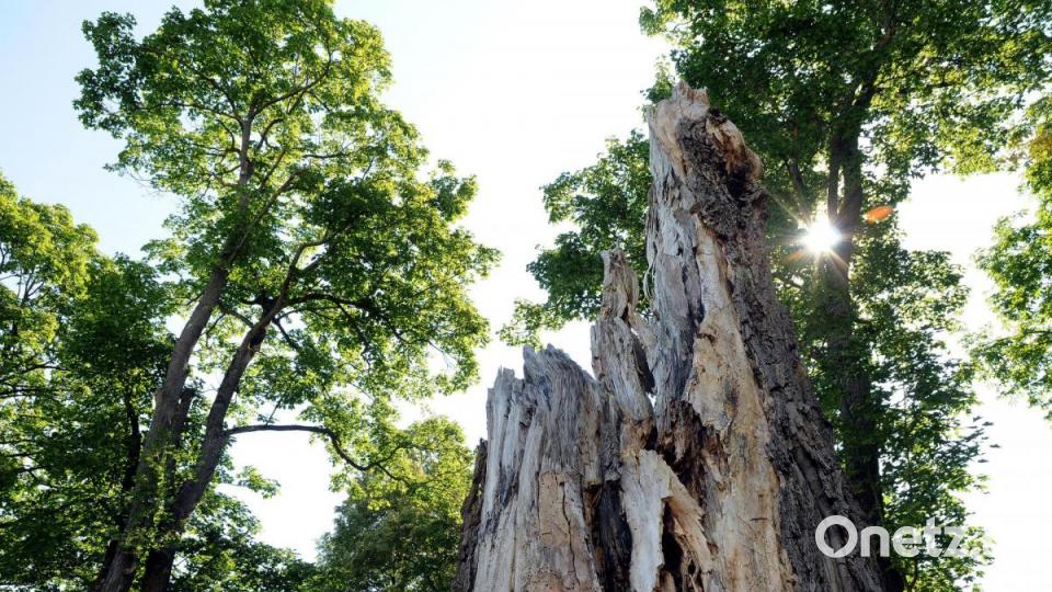 Auf den Spuen der Insekten in alten Bäumen an der Hohenburger Straße. Die alten Baumruinen sind wertvoller Lebensraum für Insekten. Bild: Stephan Huber