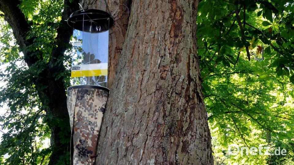 Auf den Spuen der Insekten in alten Bäumen an der Hohenburger Straße. Eine Falle lauert auf Beute. Bild: Stephan Huber